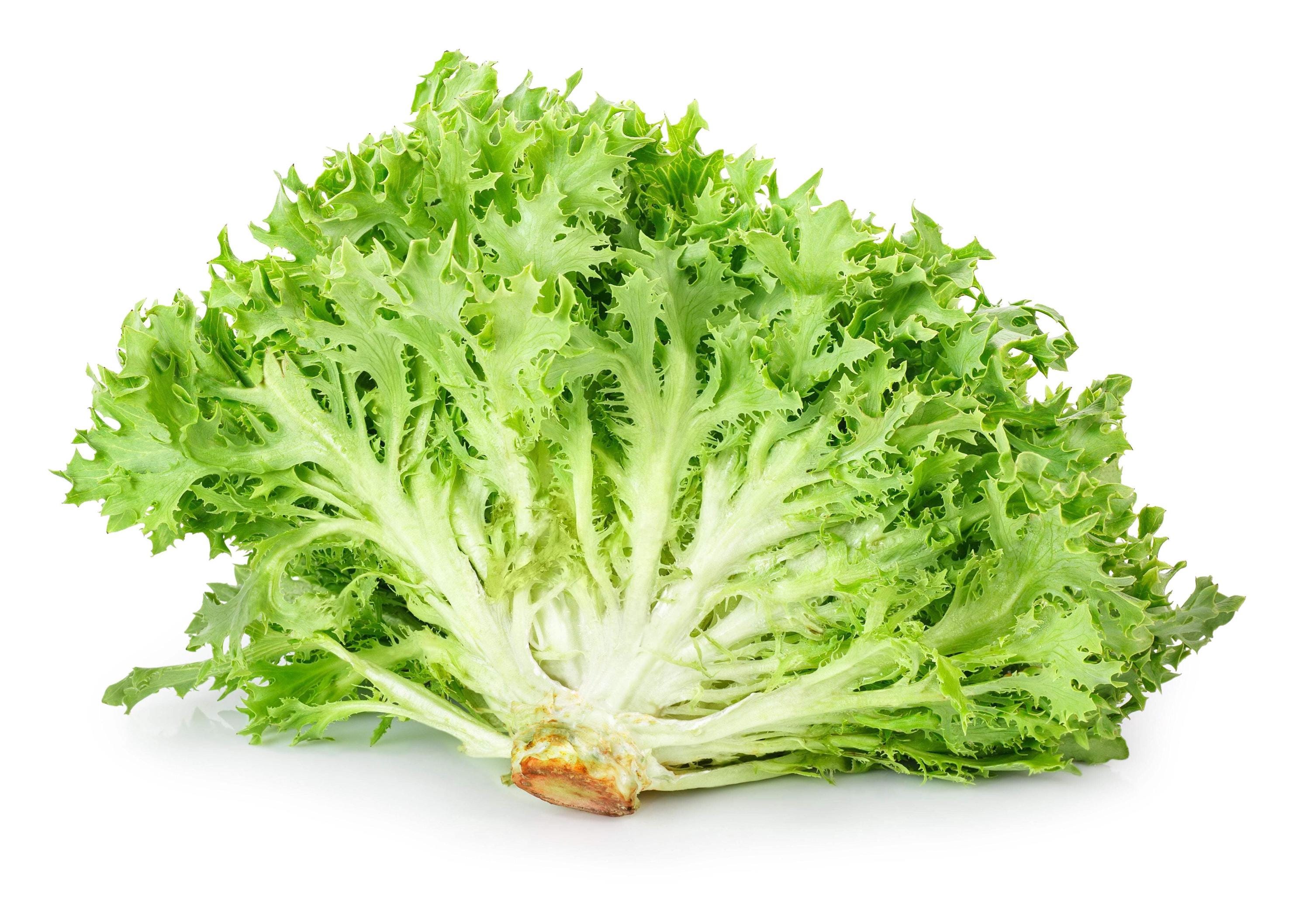 Green Curly Endive Seeds — 200