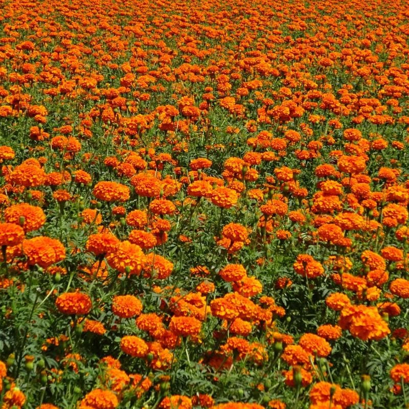 Calendula officinalis, Calendula Seeds — 100 Seeds