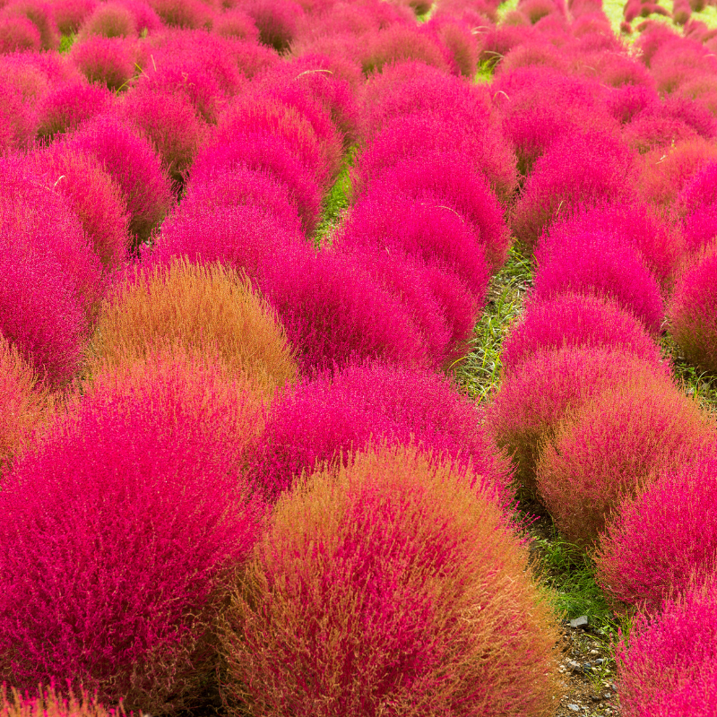 Kochia Childsii, Kochia hybrid bush Seeds — 100 Seeds