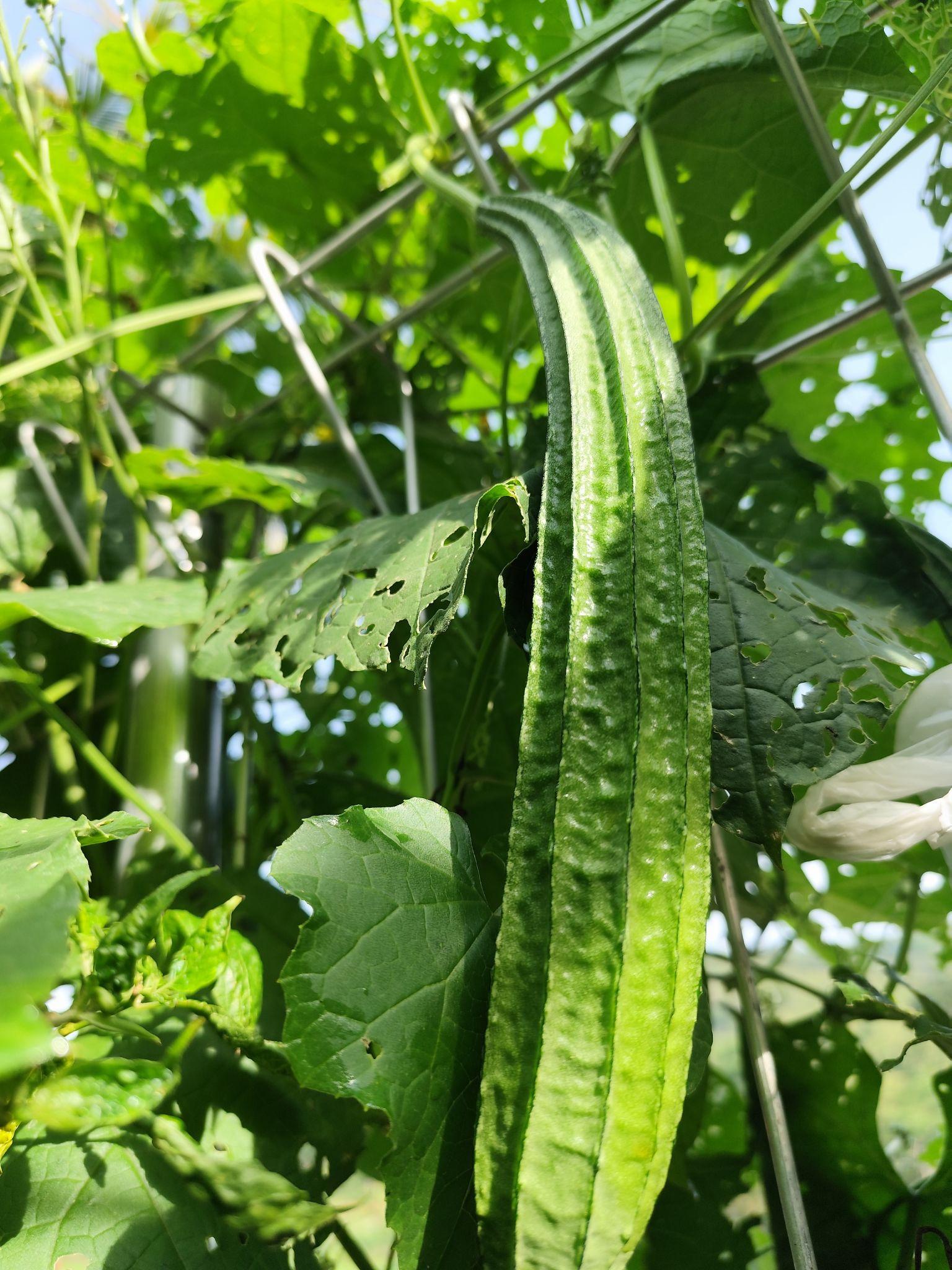 Ridge gourd long green Seeds — 10