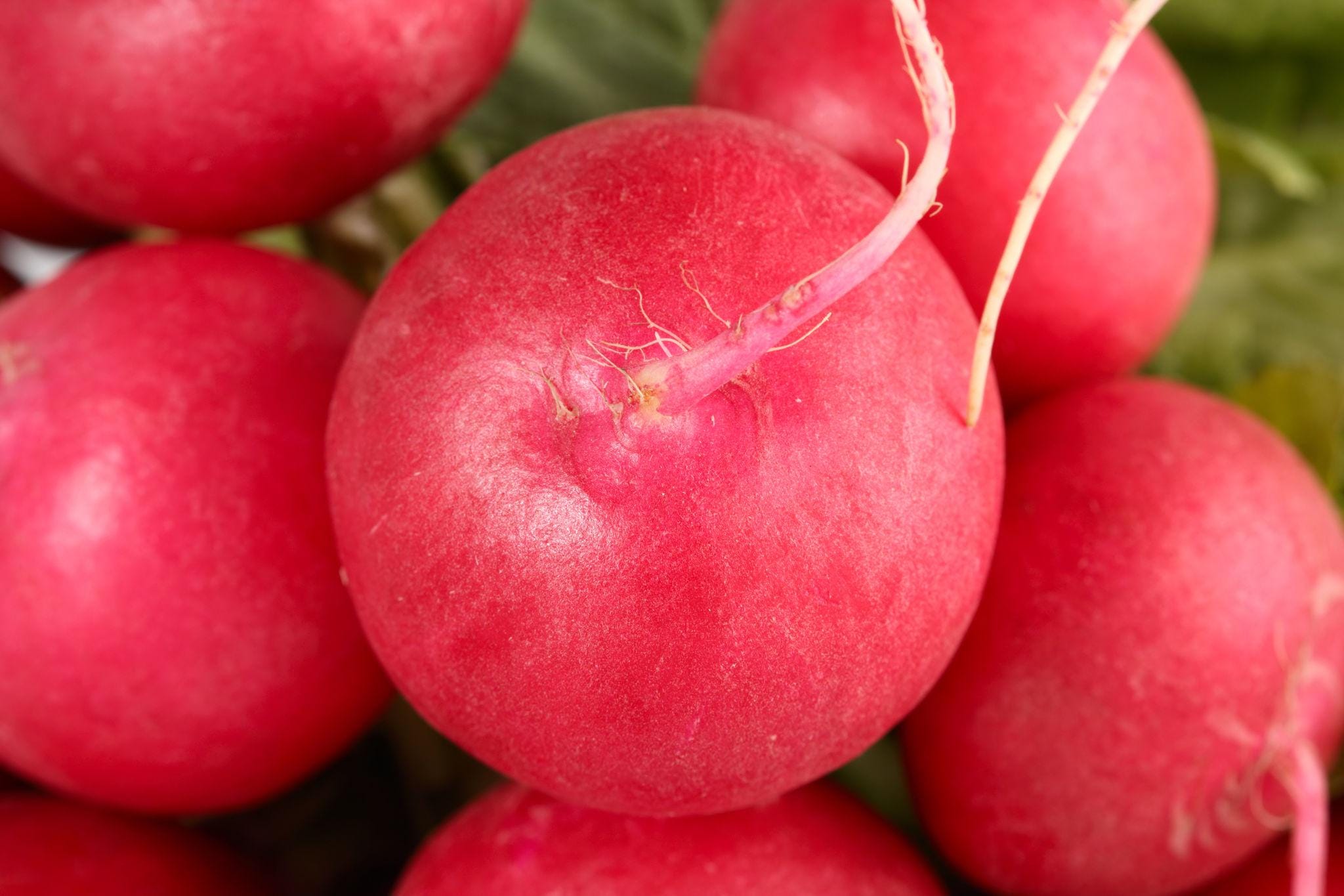 Cherry Red Round Radish Seeds — 100