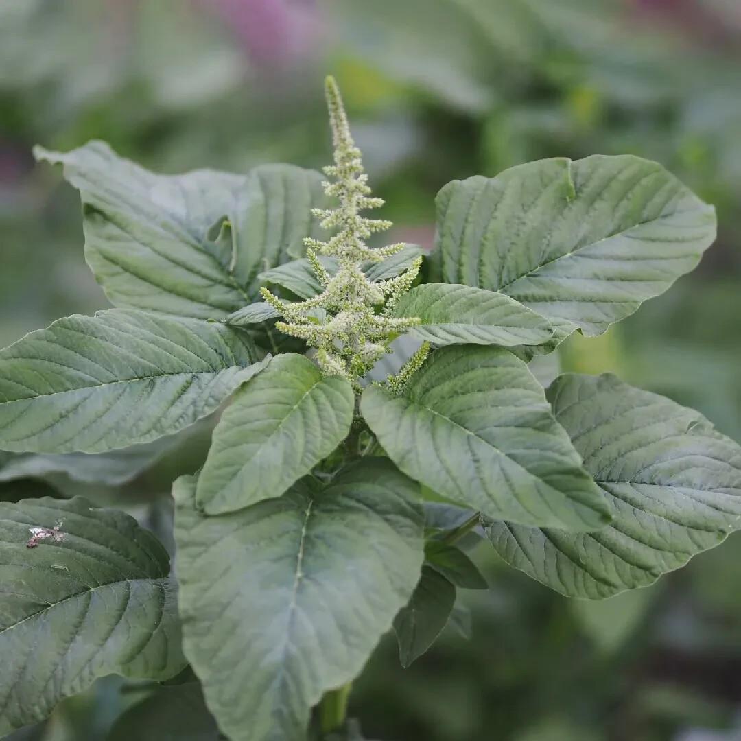 Amaranth green Seeds — 300