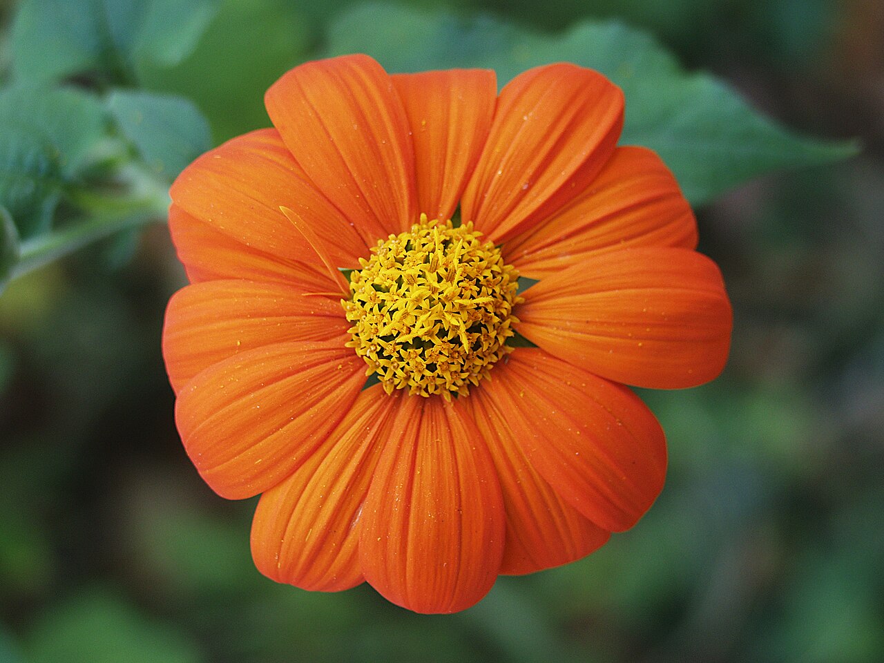 Tithonia Seeds — 100 Seeds