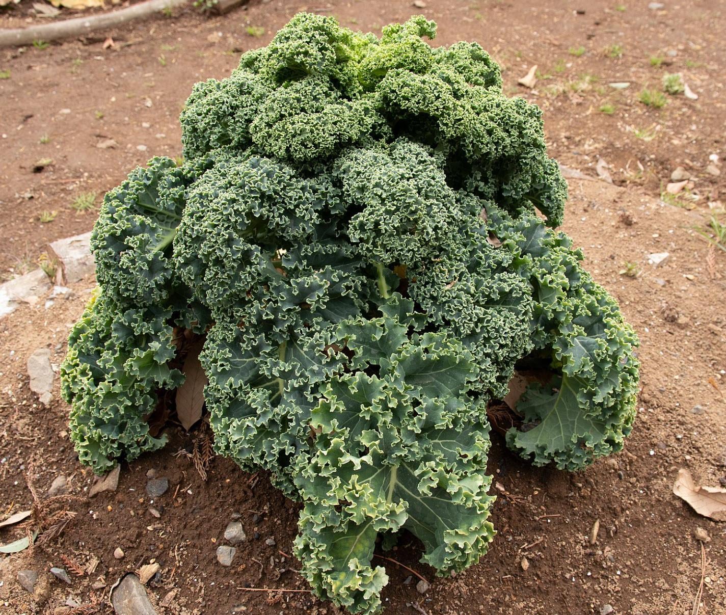 Curly Kale Seeds — 100