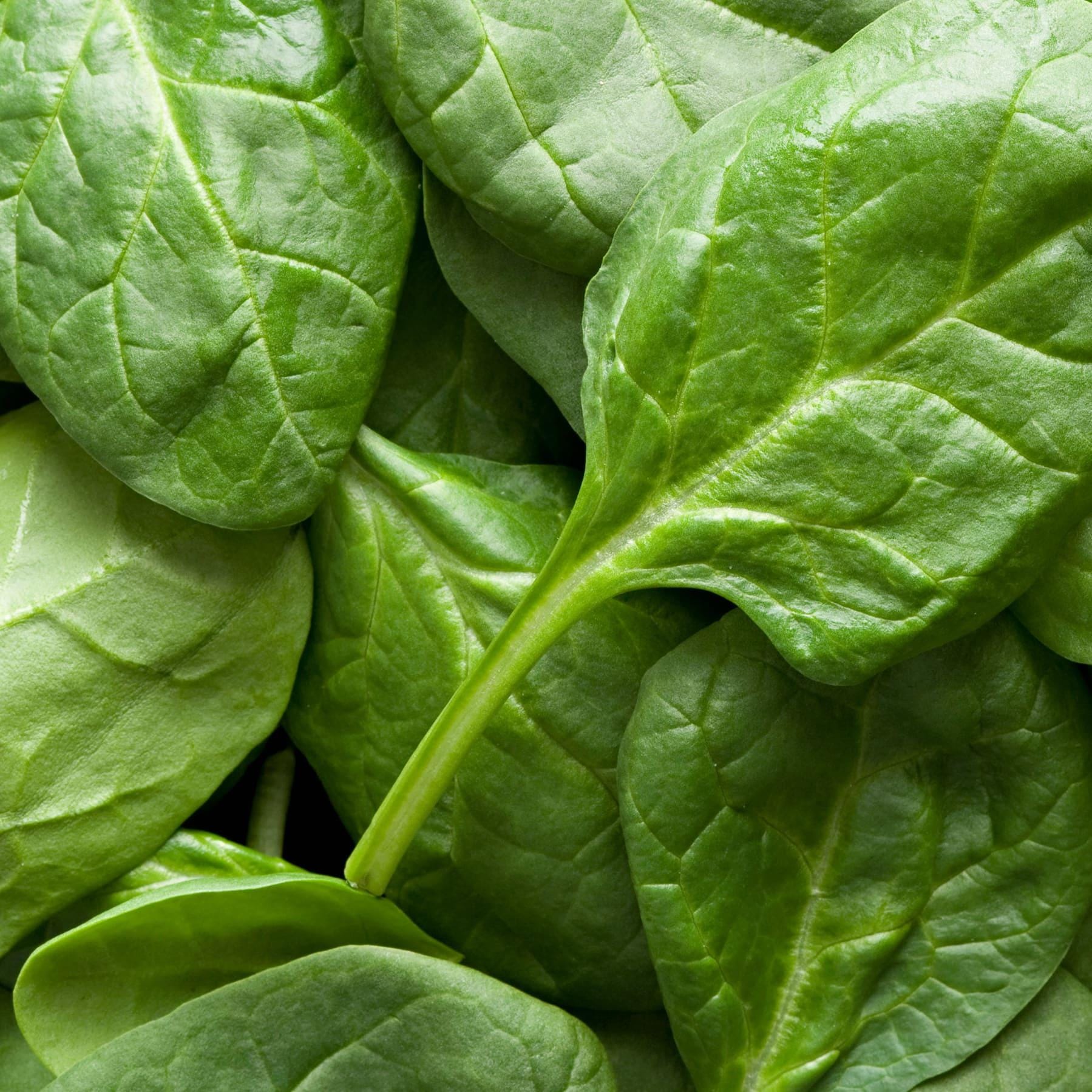 Spinach Seeds for Baby Leaf Harvest — 200