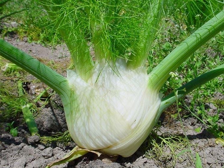 Montavano Fennel Seeds, 200