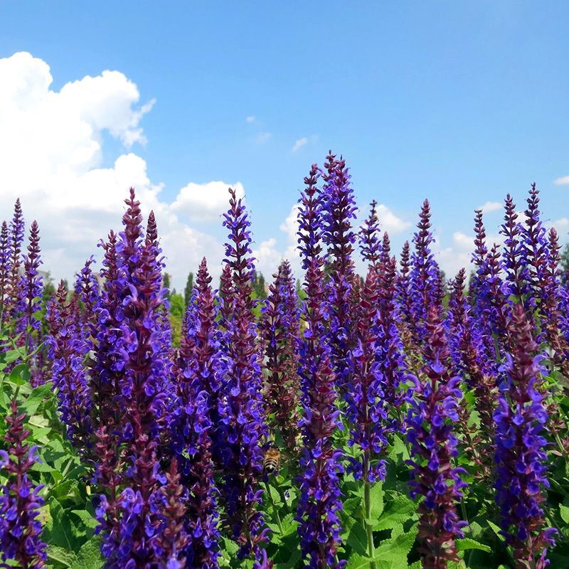 Salvia violet, Salvia nemorosa Violet Queen Seeds — 50 Seeds