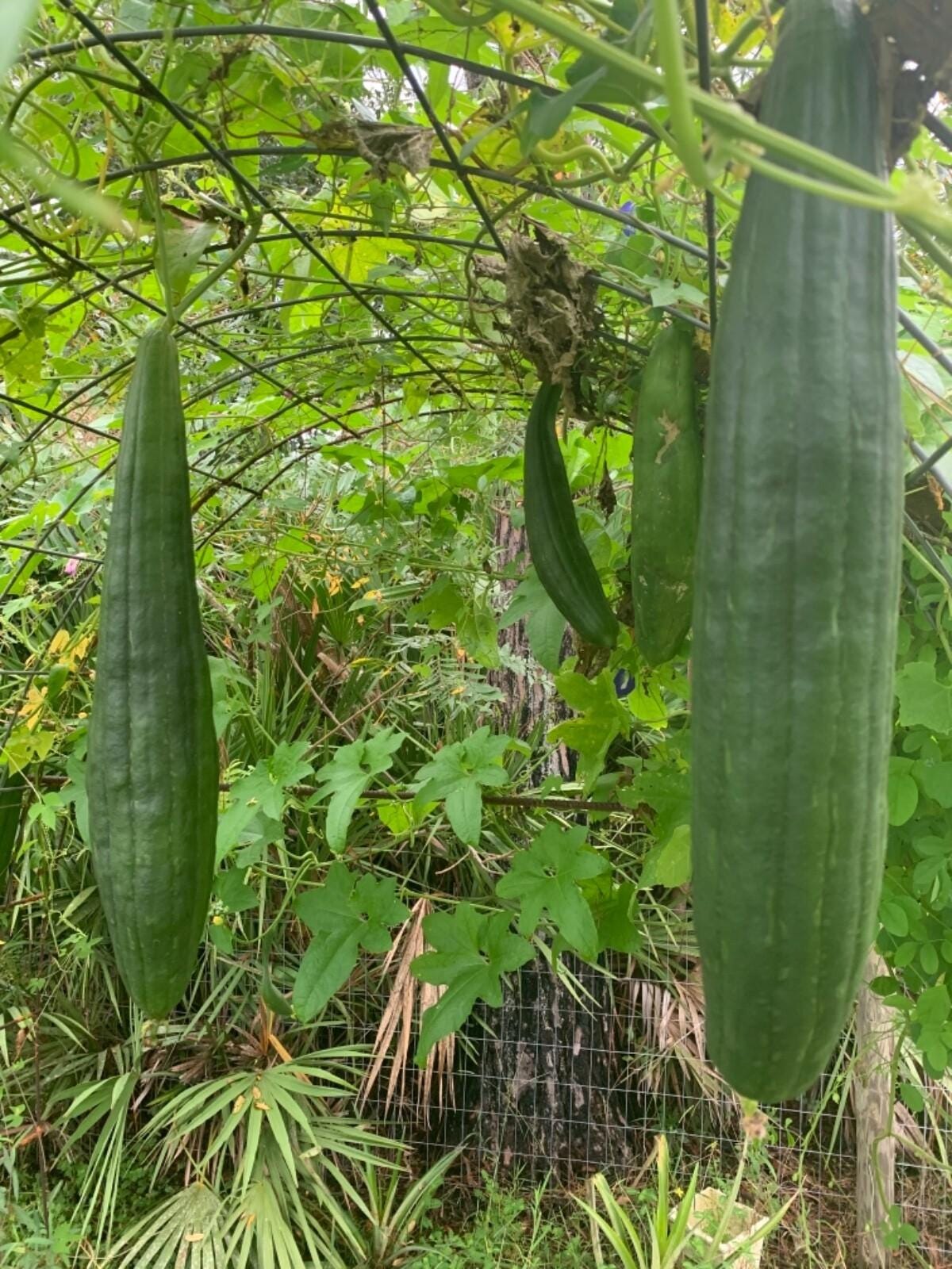 Sponge gourd Dark green Seeds — 10