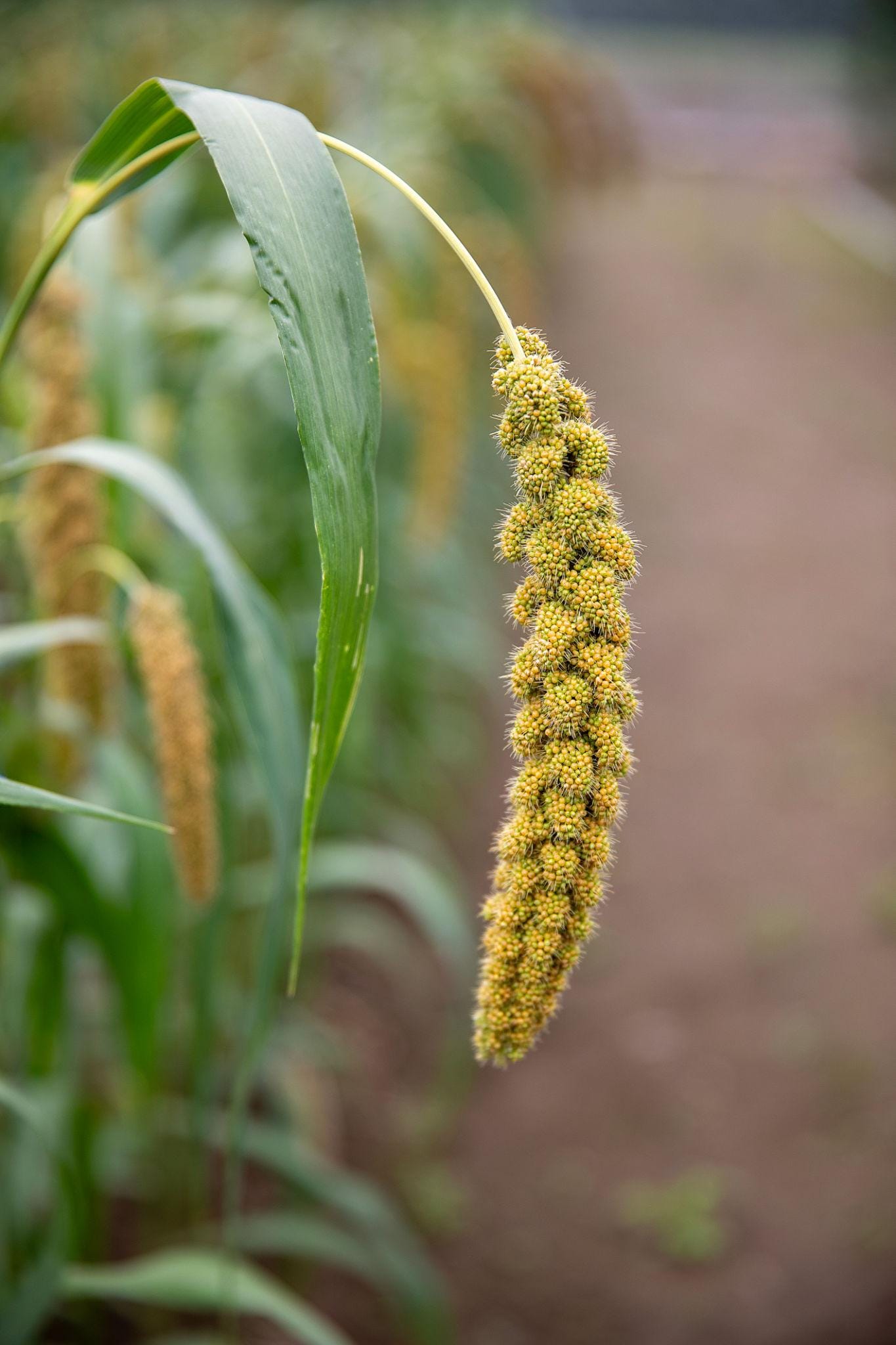 Foxtail Millet Seeds — 100