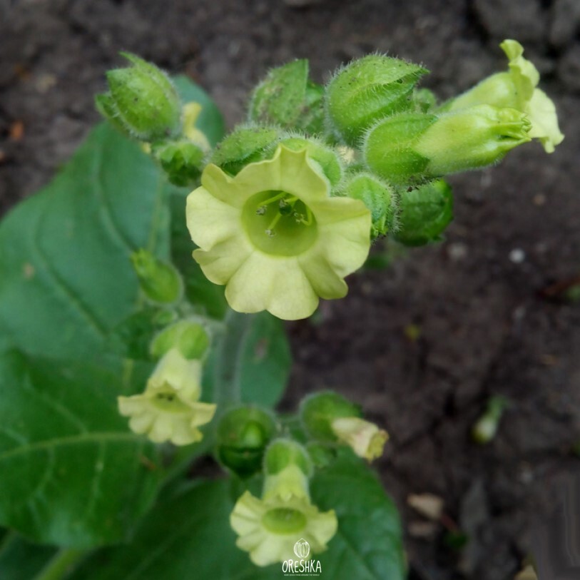 Tobacco Connecticut Broadleaf Seeds — 300