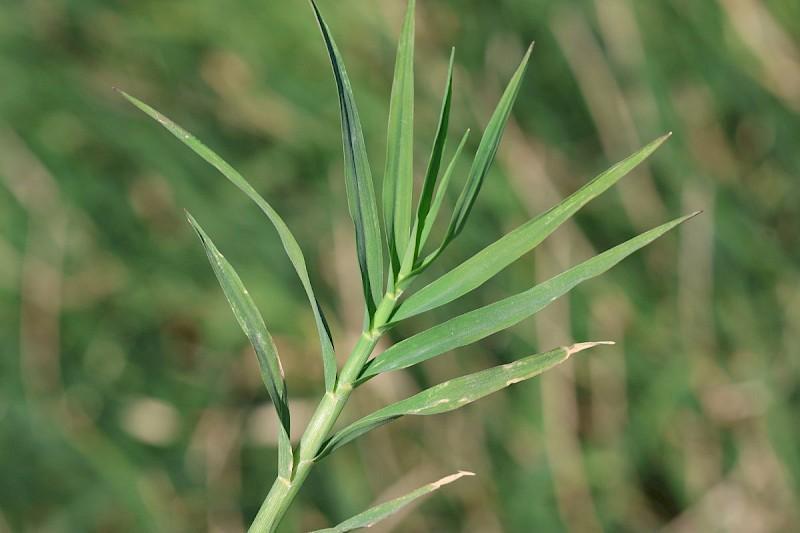 Common Bermuda Grass Seeds, 1000