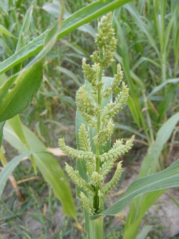 Barnyard Millet Seeds — 500