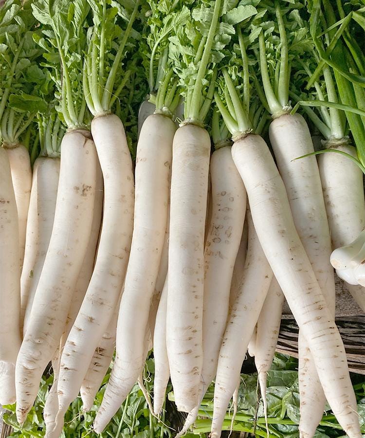 Long White Daikon Radish Seeds — 100