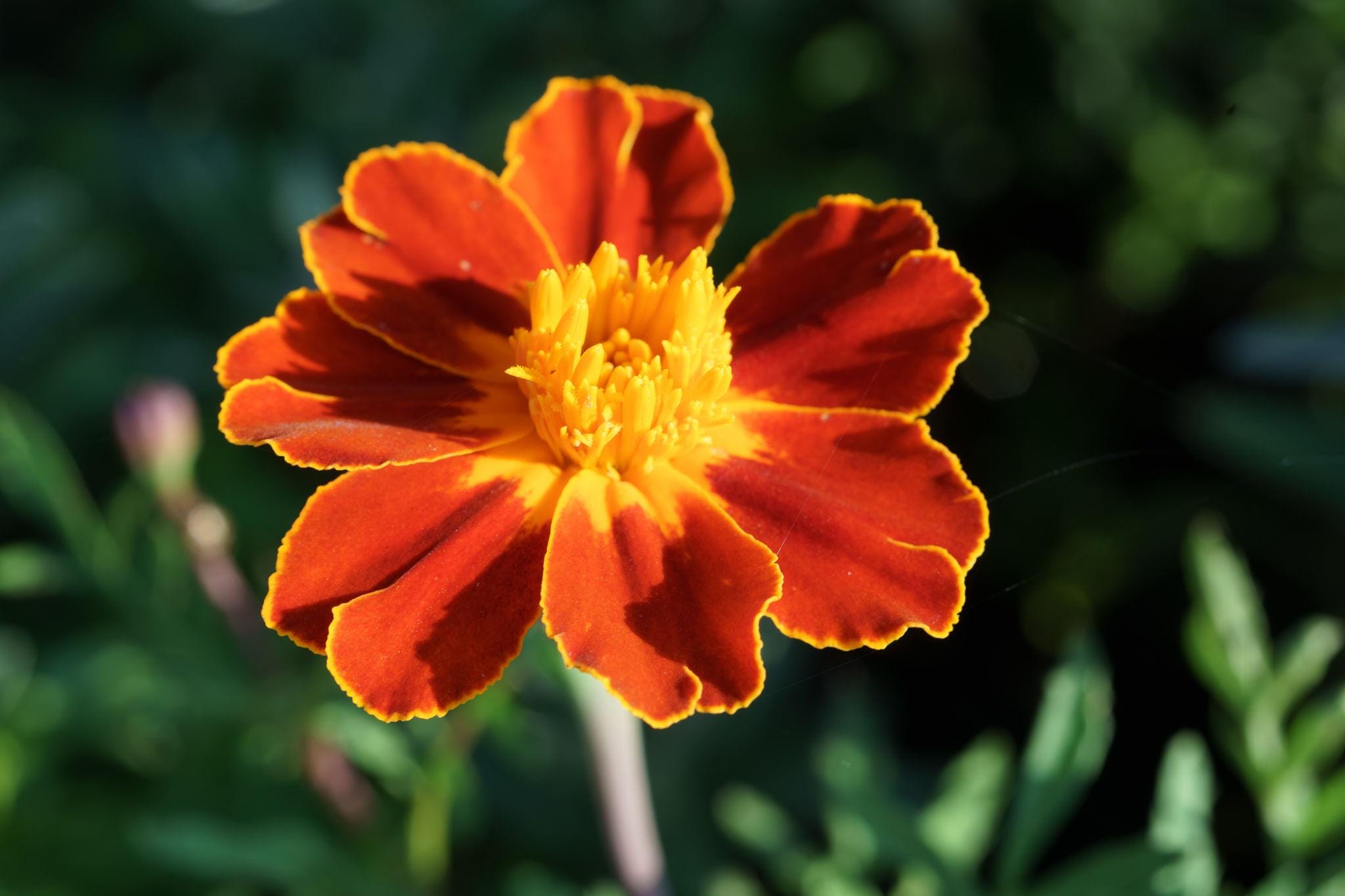 French Marigold Seeds — 100 Seeds