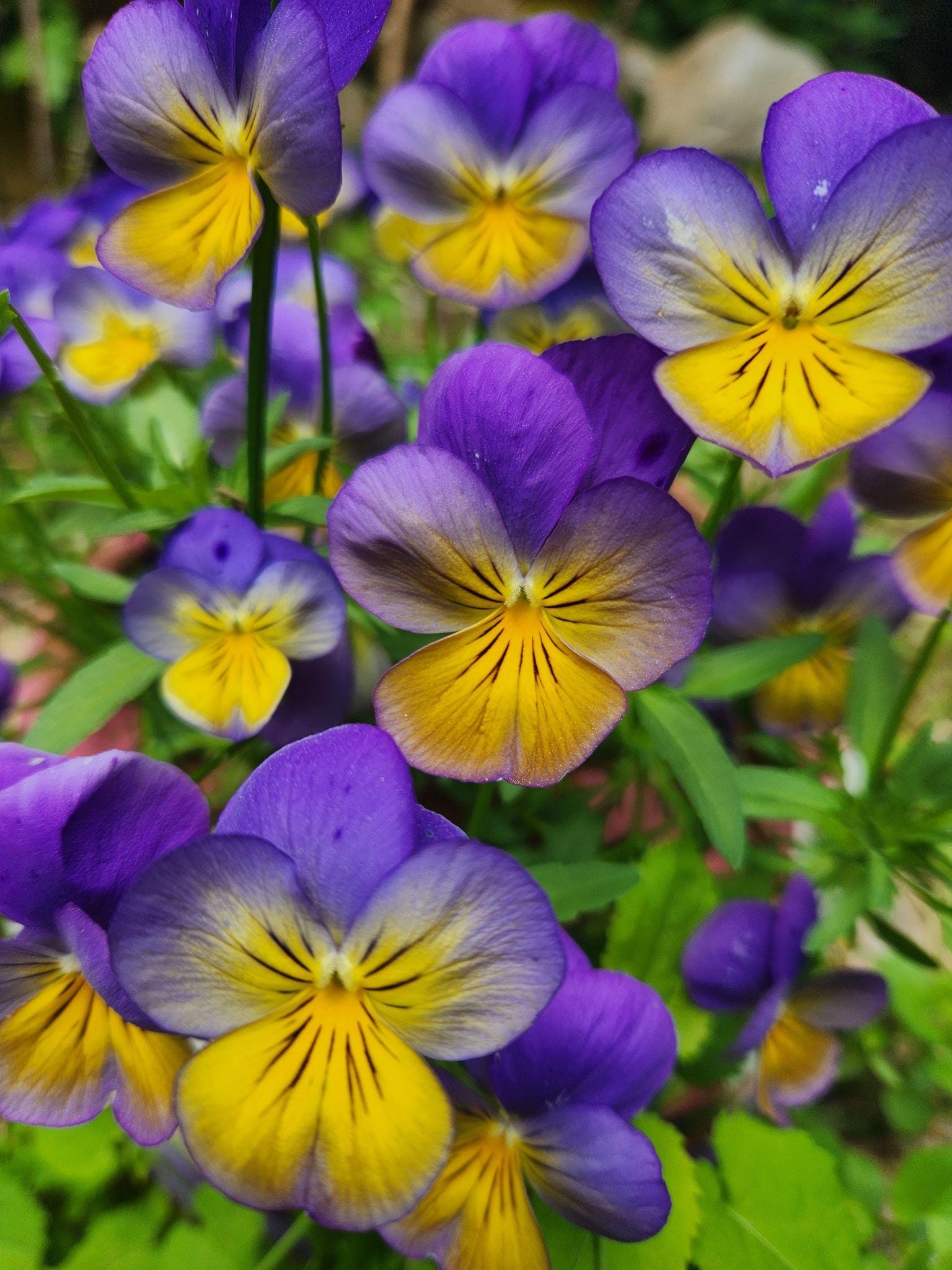 Pancy Johnny jump-up Seeds — 100 Seeds