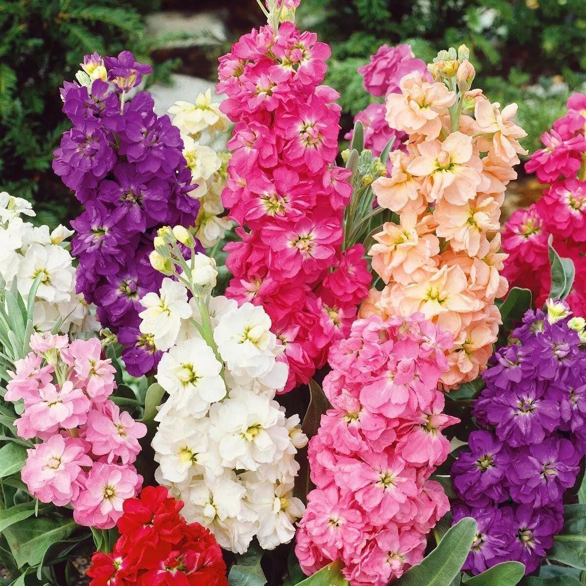 Stock Matthiola Seeds — 100 Seeds