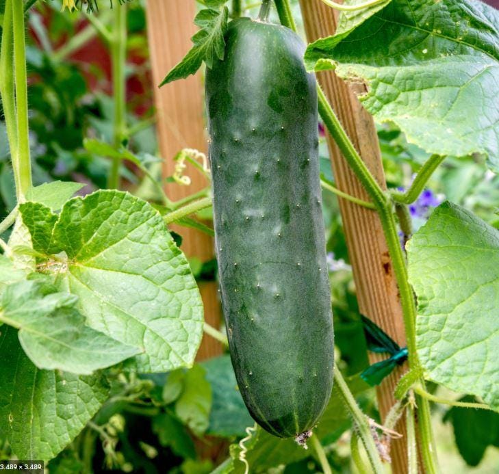 Marketmore Cucumber Seeds — 25