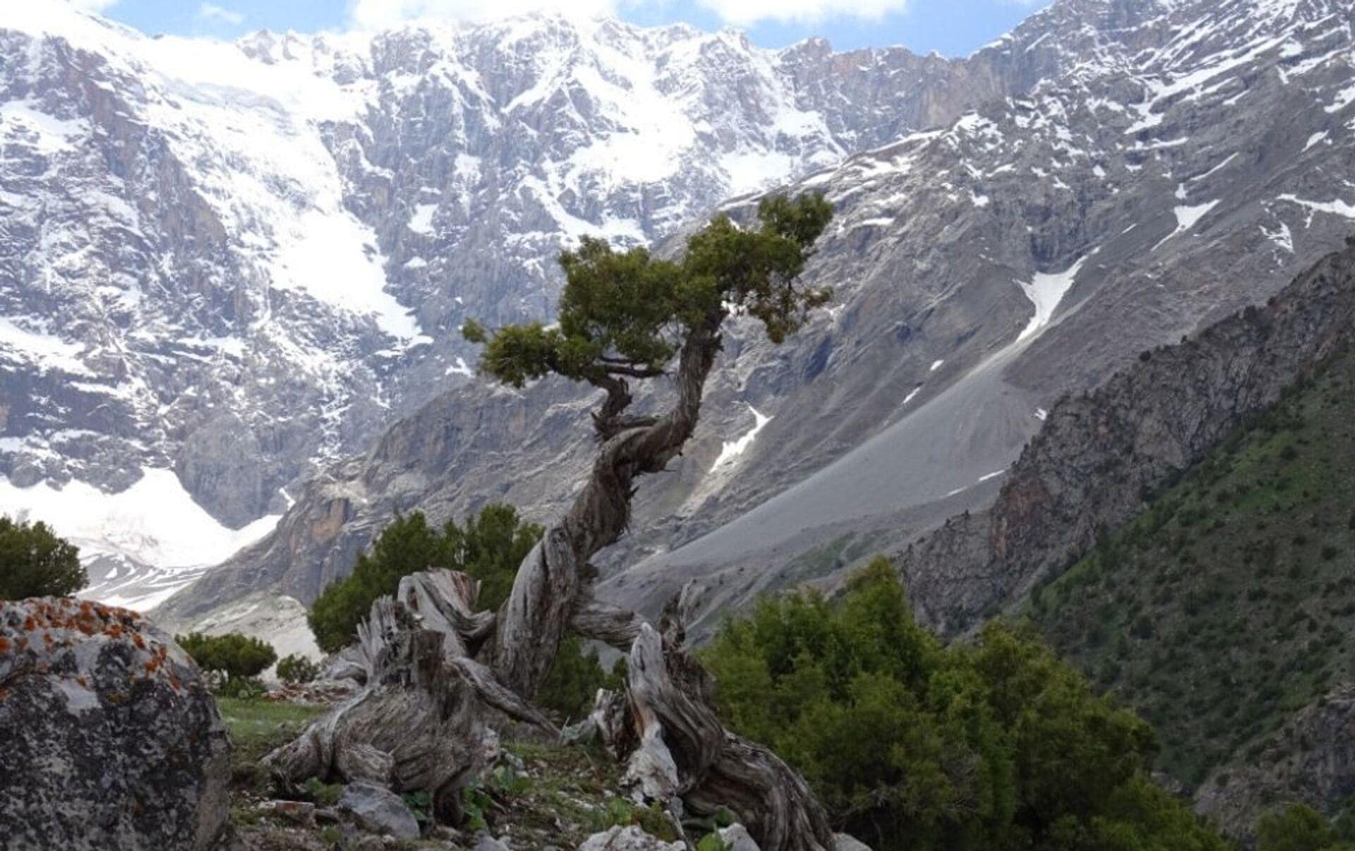 Juniperus indica tree, Himalayan juniper tree, black juniper Seeds — 5 berries (near 25 seeds)