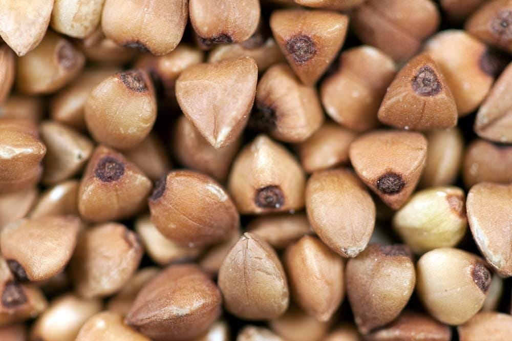 Buckwheat Seeds — 100
