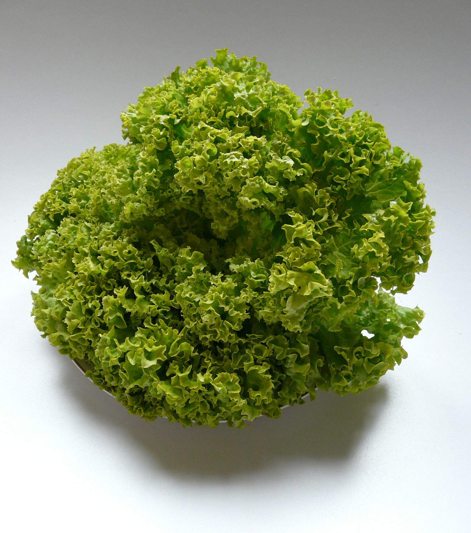 Lollo Bionda Lettuce Seeds — 100