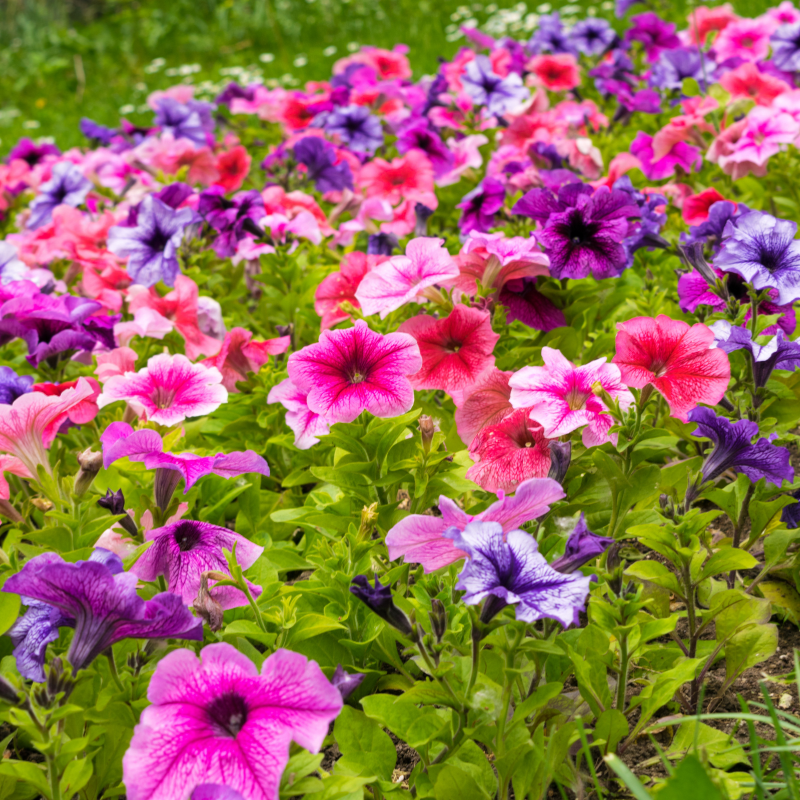 Petunia Nana compacta mix Seeds — 100 Seeds