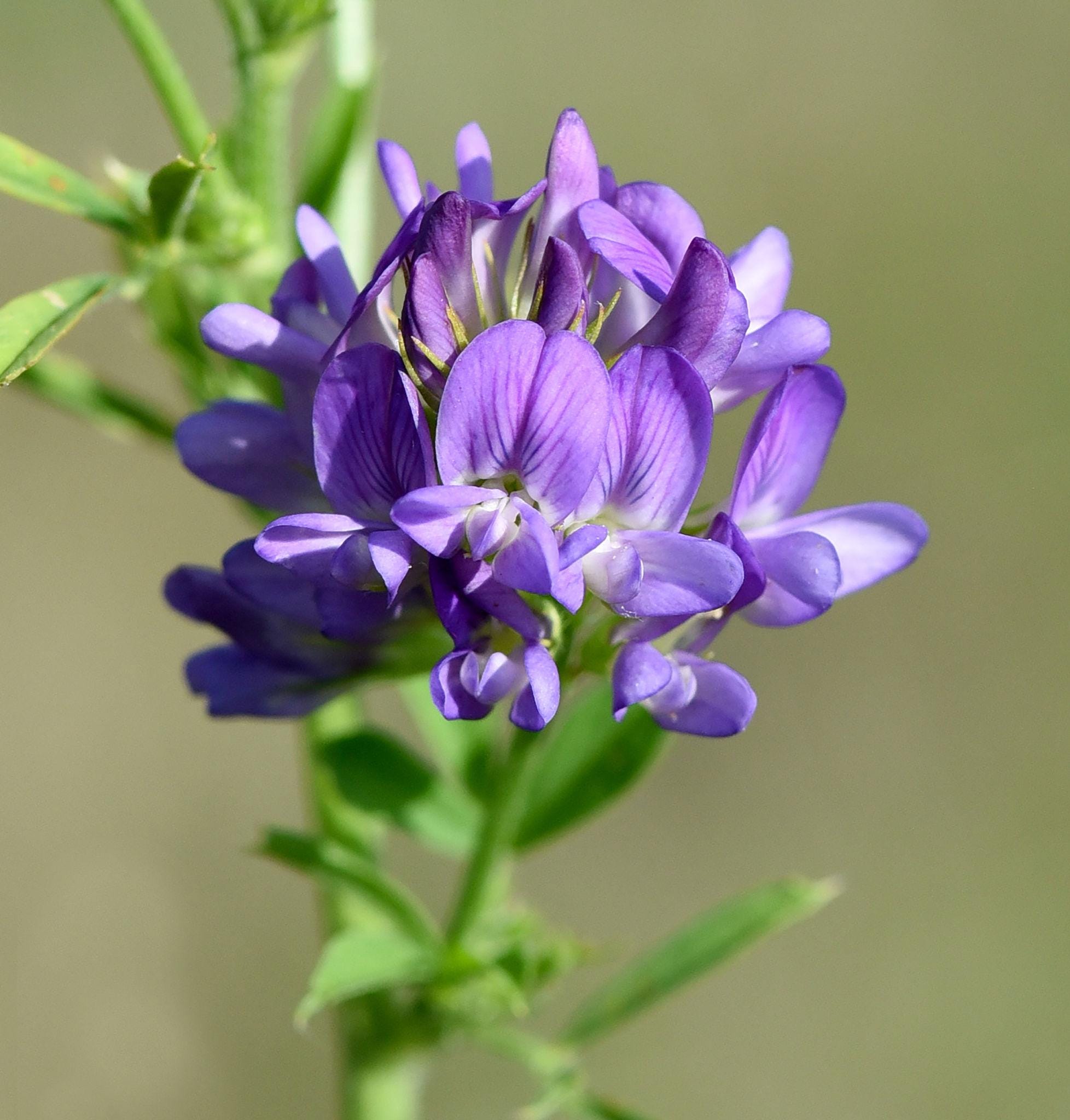 Alfalfa Seeds — 500