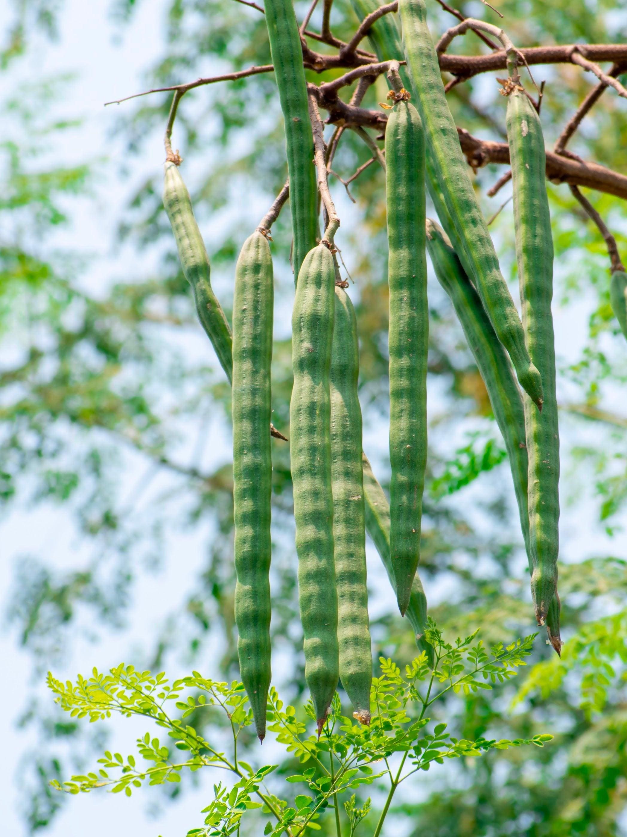 Drumstick, Moringa Seeds — 50