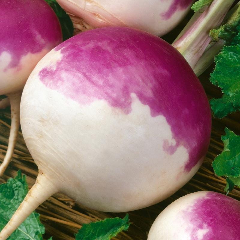 Turnip purple top white globe Seeds