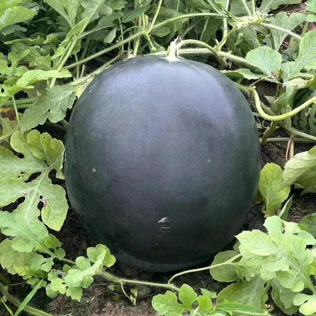 Watermelon Round Black Seeds — 20