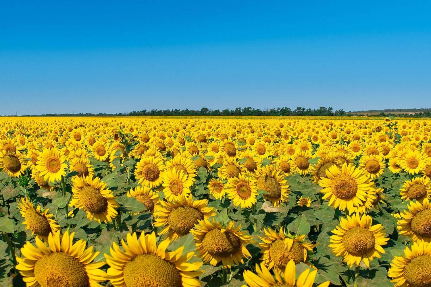 Sunflower Russian Giant Seeds — 20 Seeds