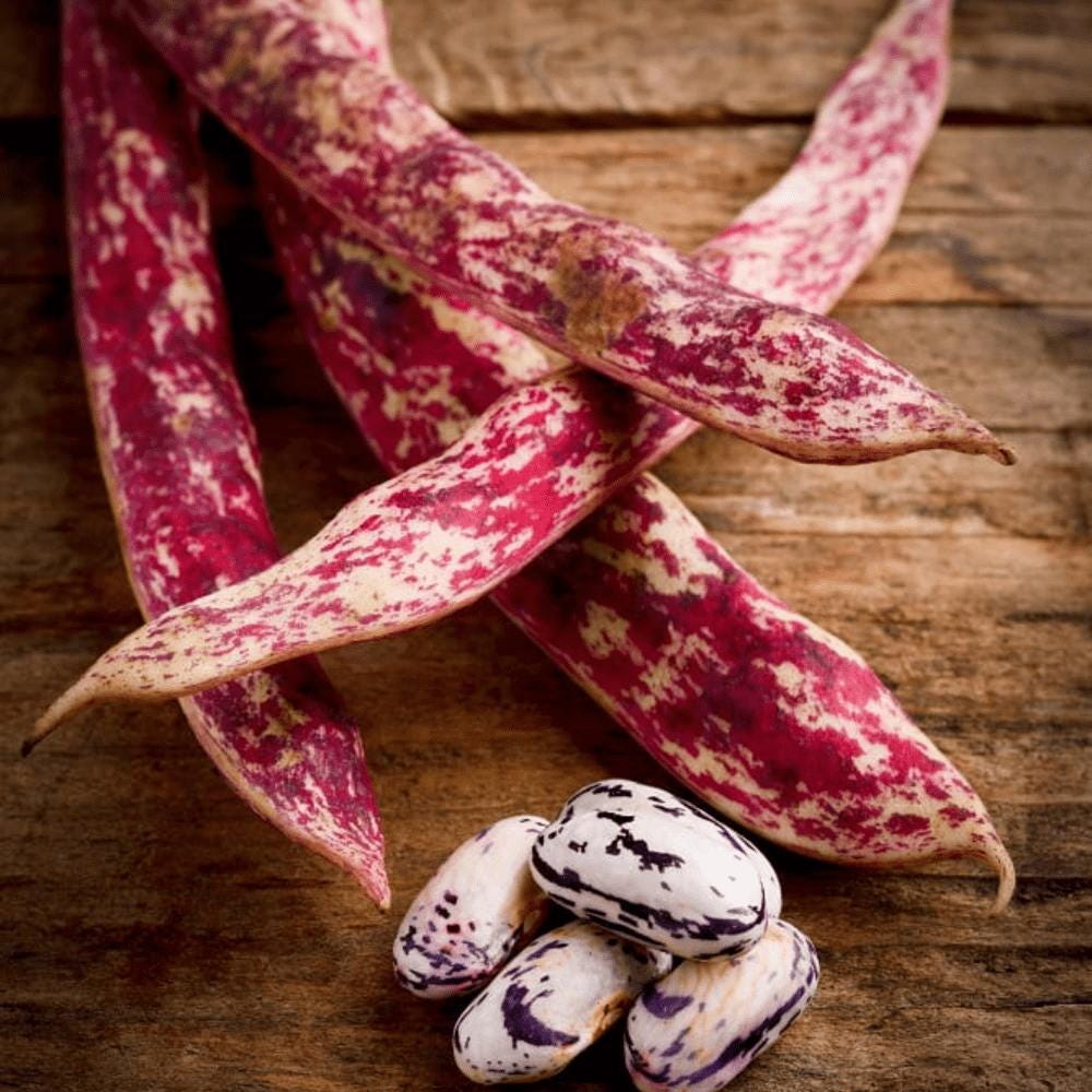 Fire Tongue Bush Bean Seeds