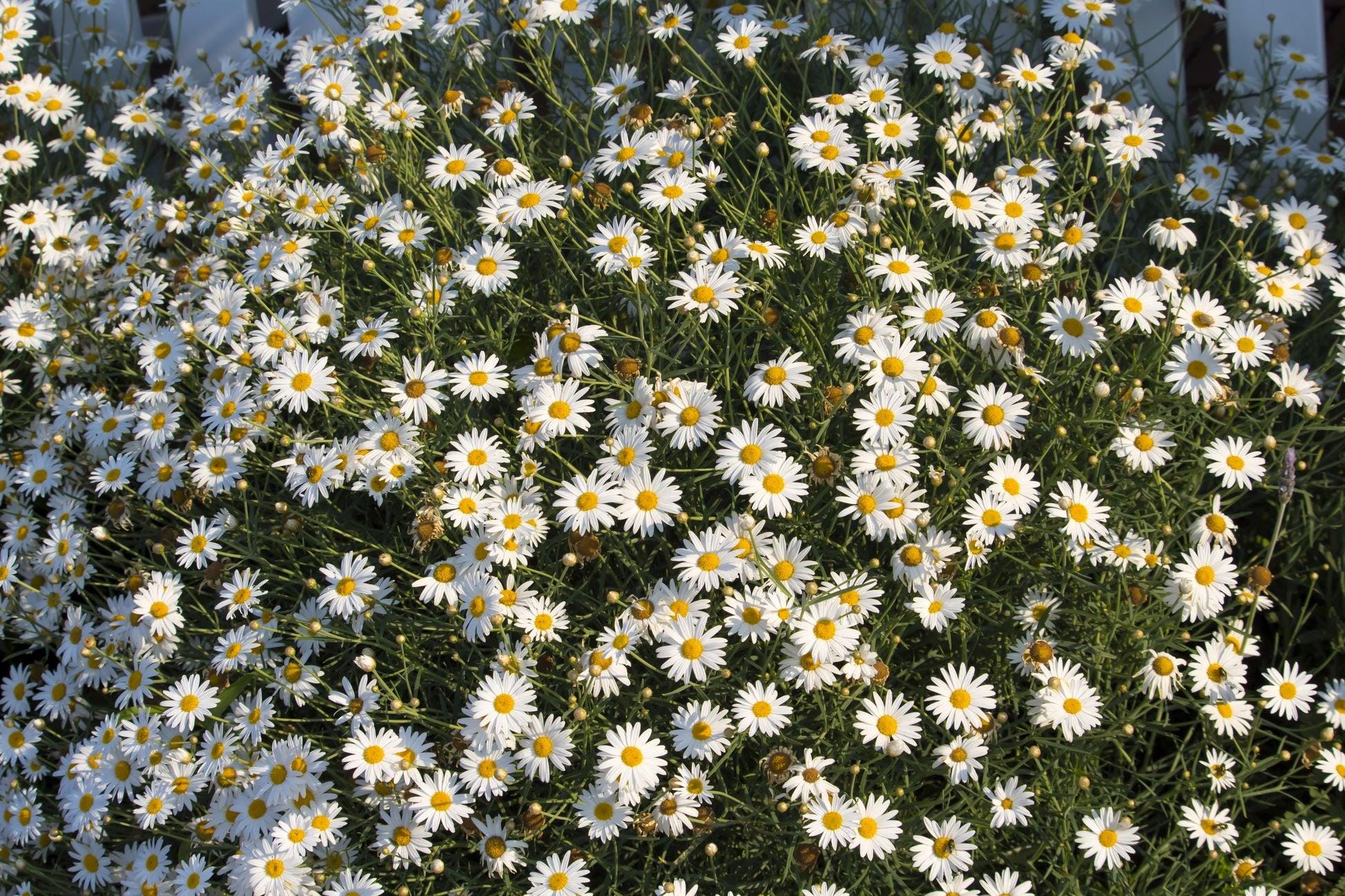 Brachicom white Seeds — 100 Seeds