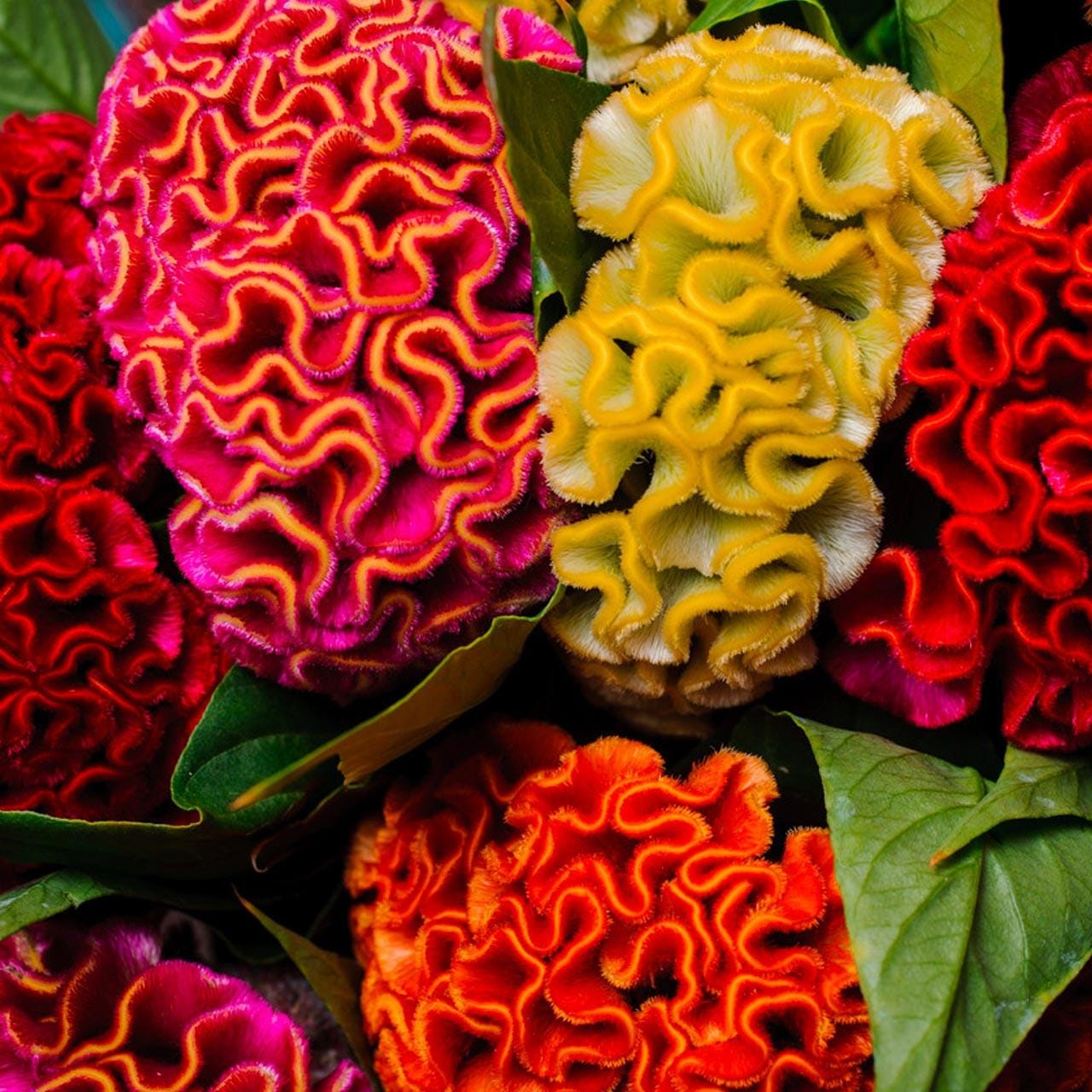 Cockscomb Mixed Color Seeds — 100 Seeds