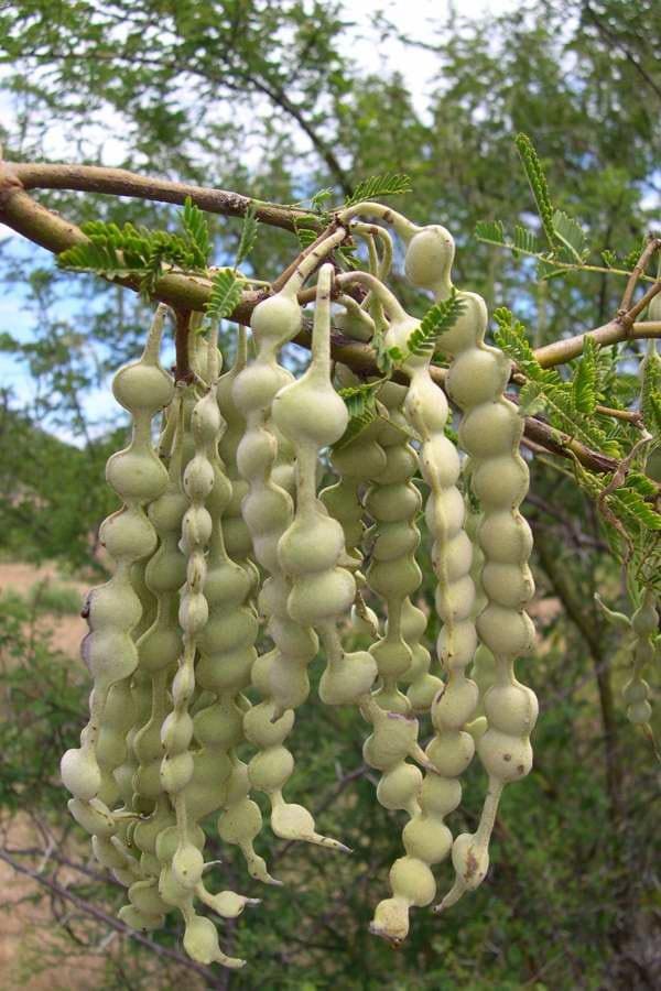 Acacia Arabica Seeds — 50
