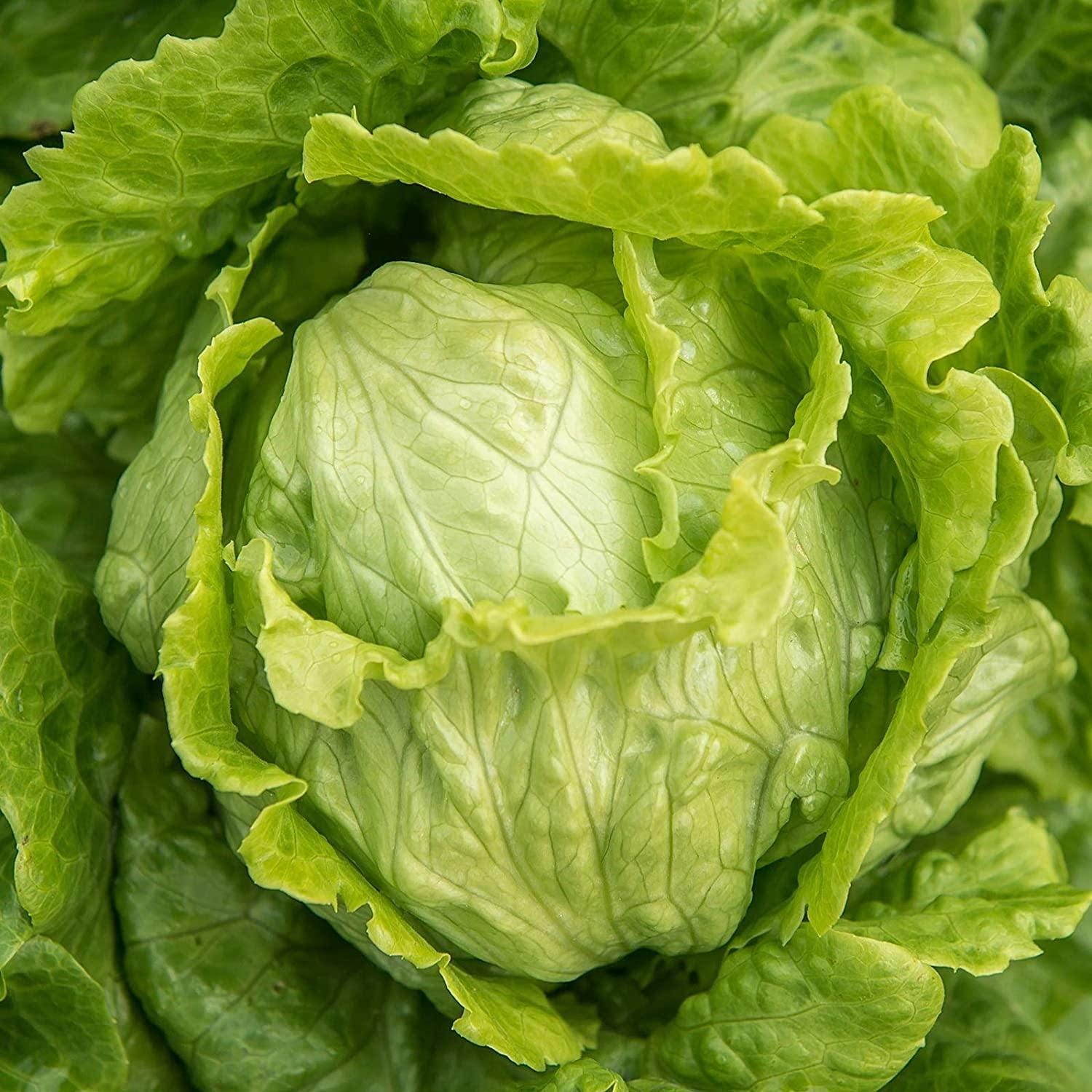 Iceberg Crisphead Lettuce Seeds — 100