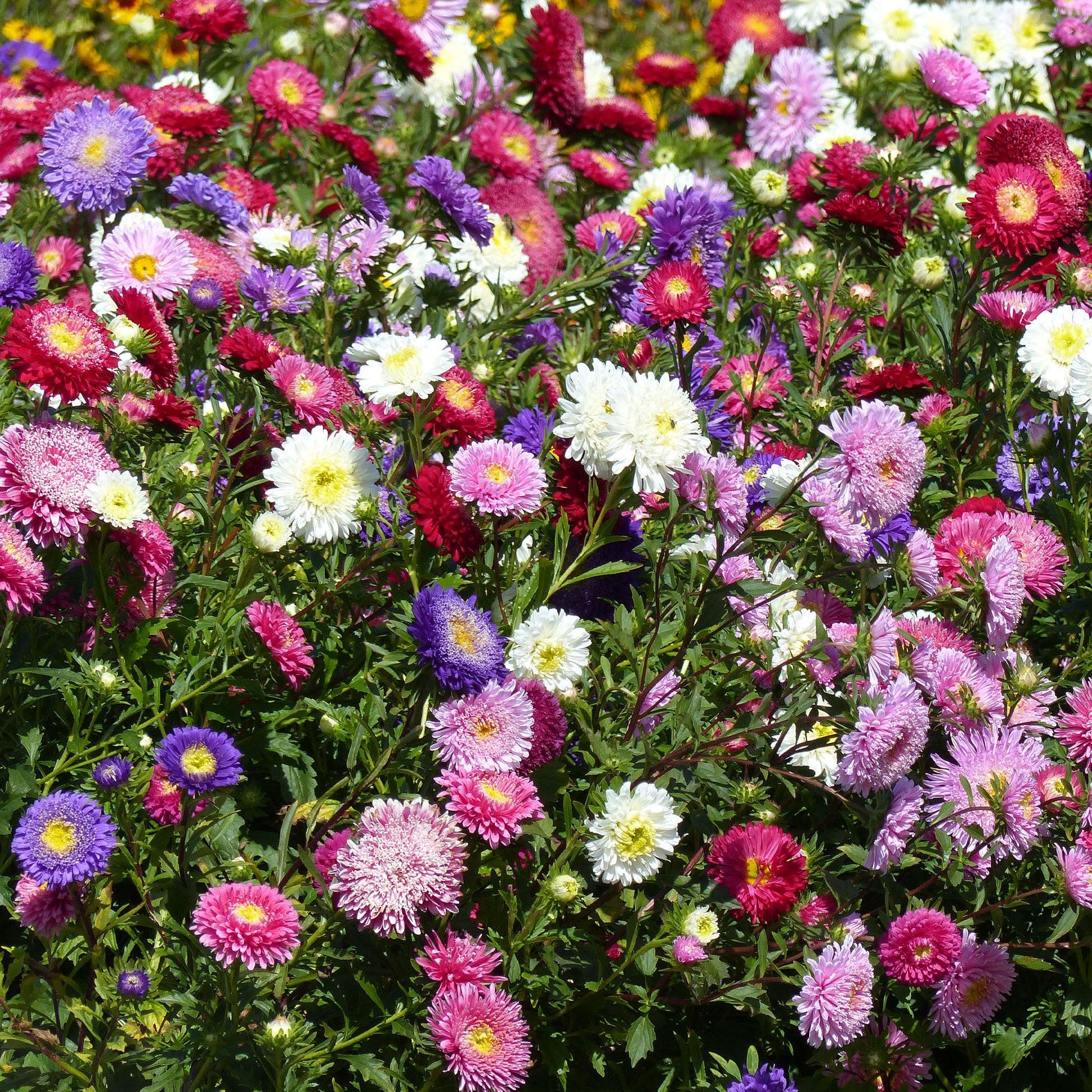 Aster Mix Seeds — 100 Seeds