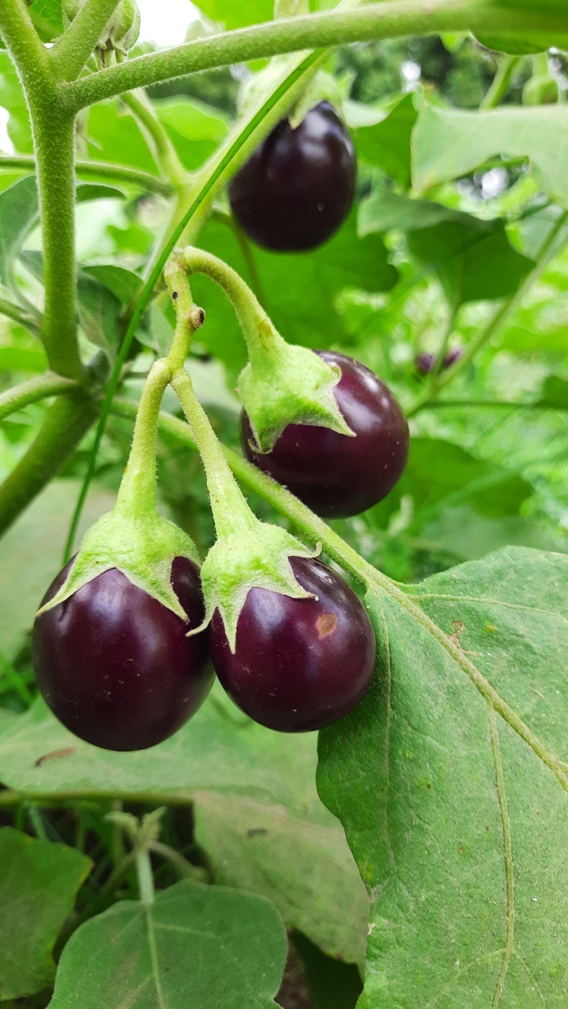 Small Cluster Brinjal Eggplant Seeds — 100