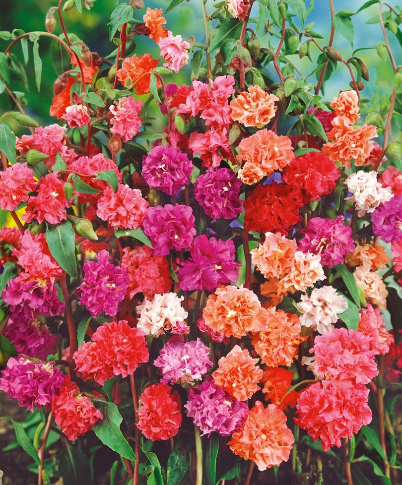 Clarkia double mix Seeds — 100 Seeds