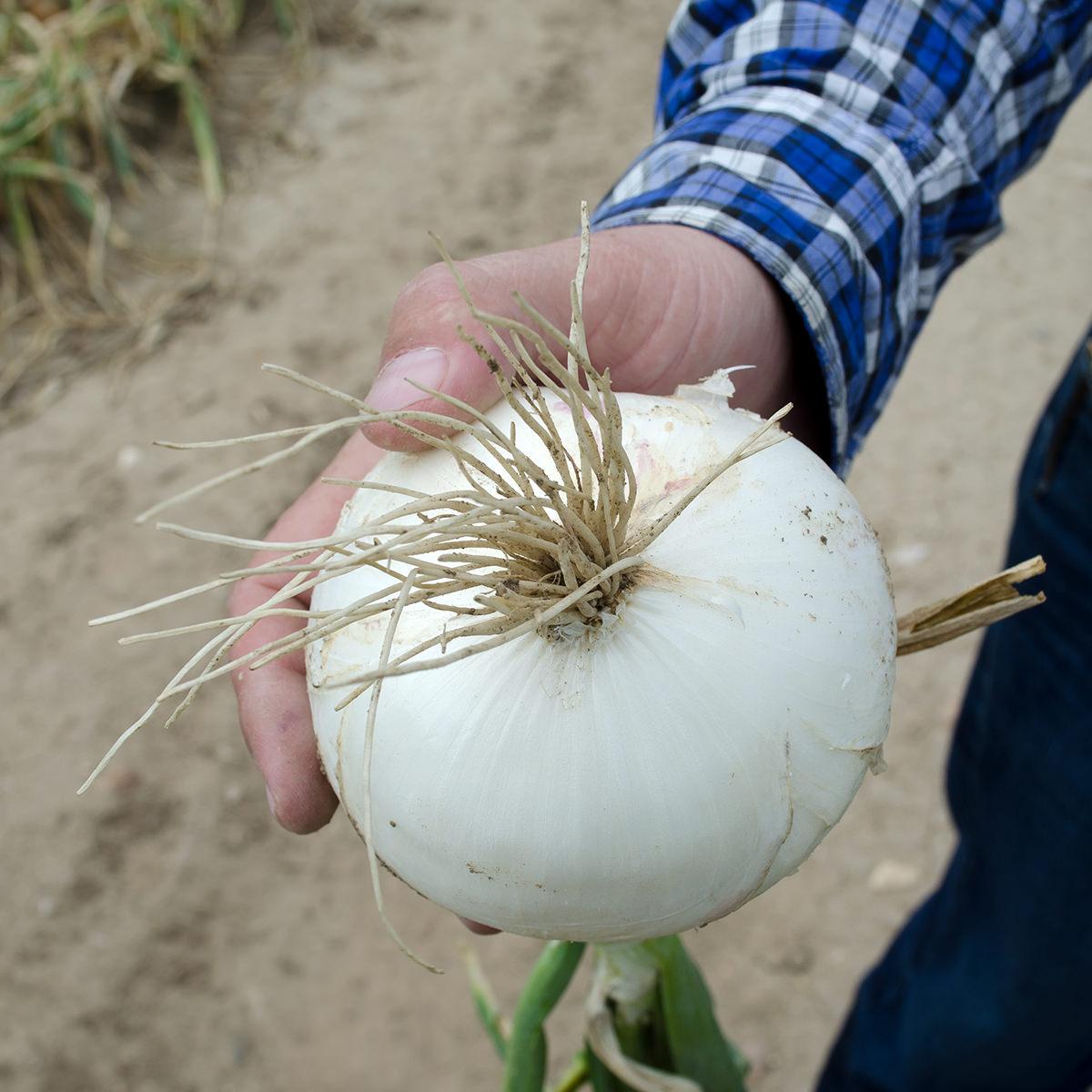 Onion white Seeds — 50