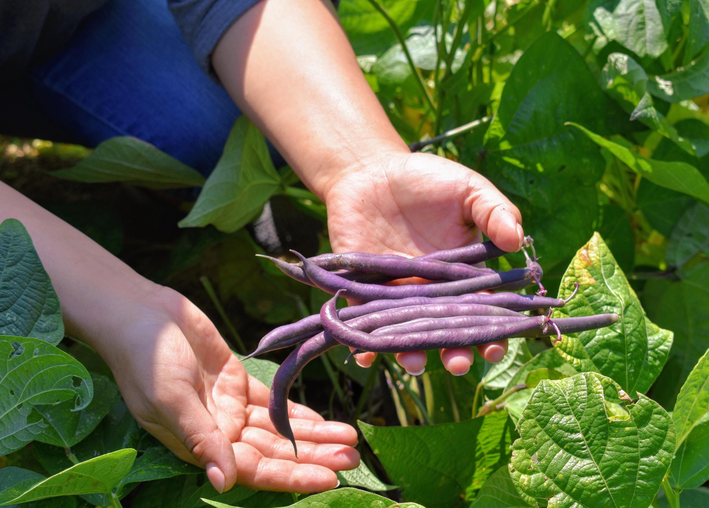 Purple Bush Bean Seeds — 10