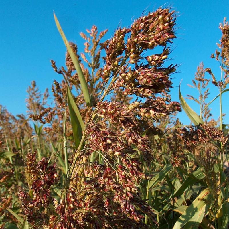 Sorghum Suddan grass Seeds — 100