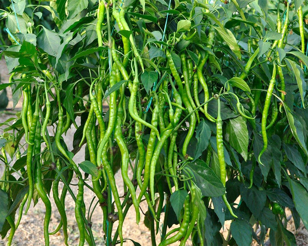 Long Green Chili Pepper Seeds — 50