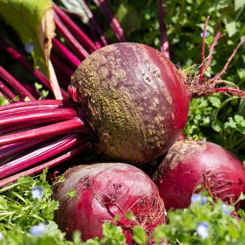 Ruby Red Beetroot Seeds — 100