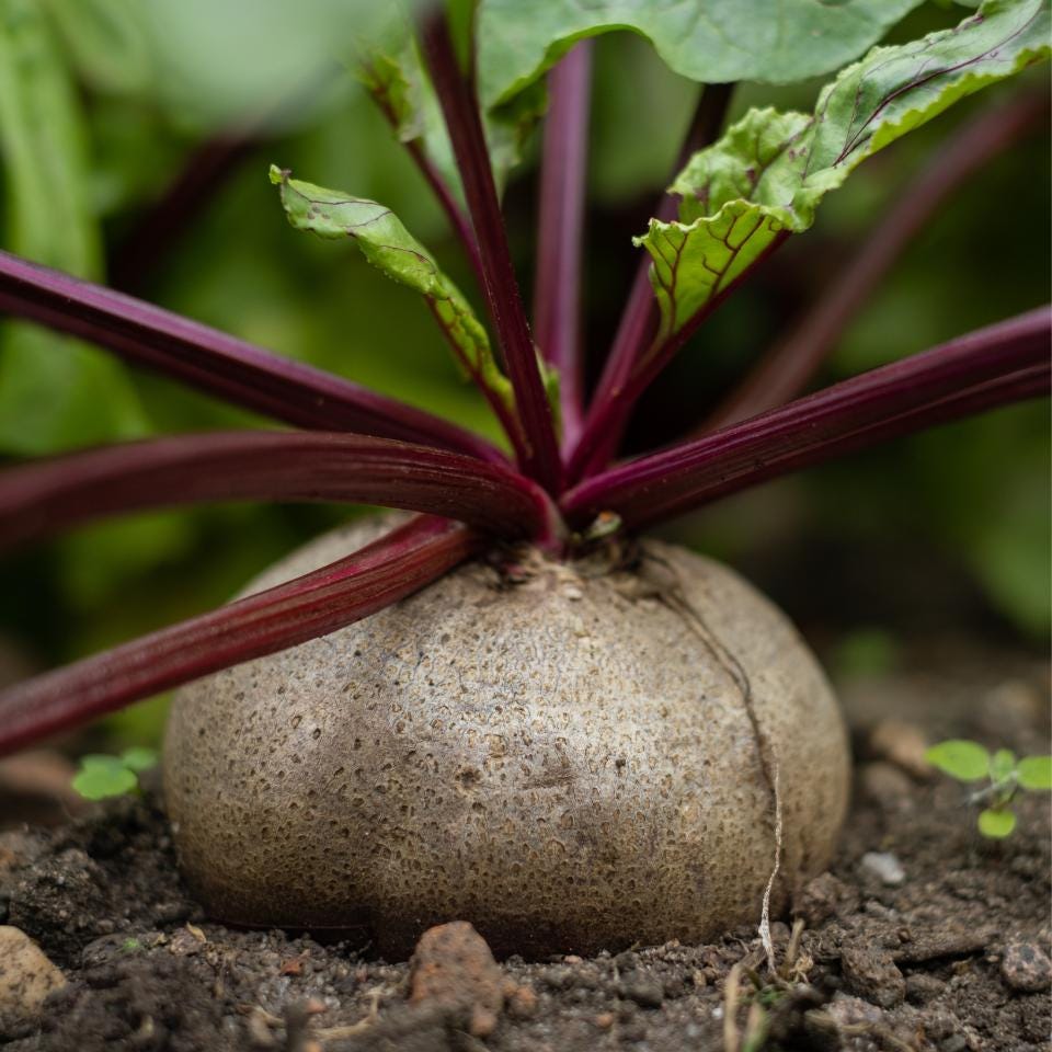 Rosy Red Beetroot Seeds — 100