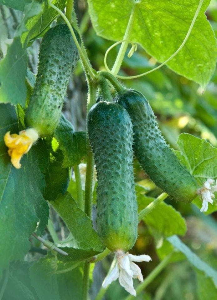 Cucumber summer green Seeds — 50