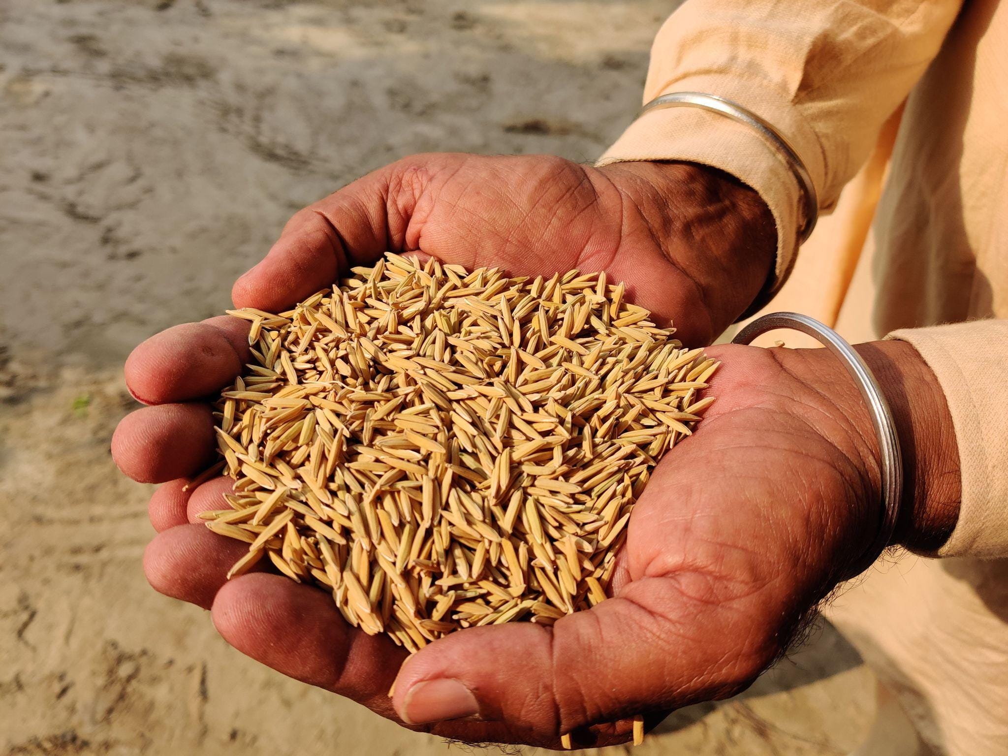 Basmati rice Seeds — 300