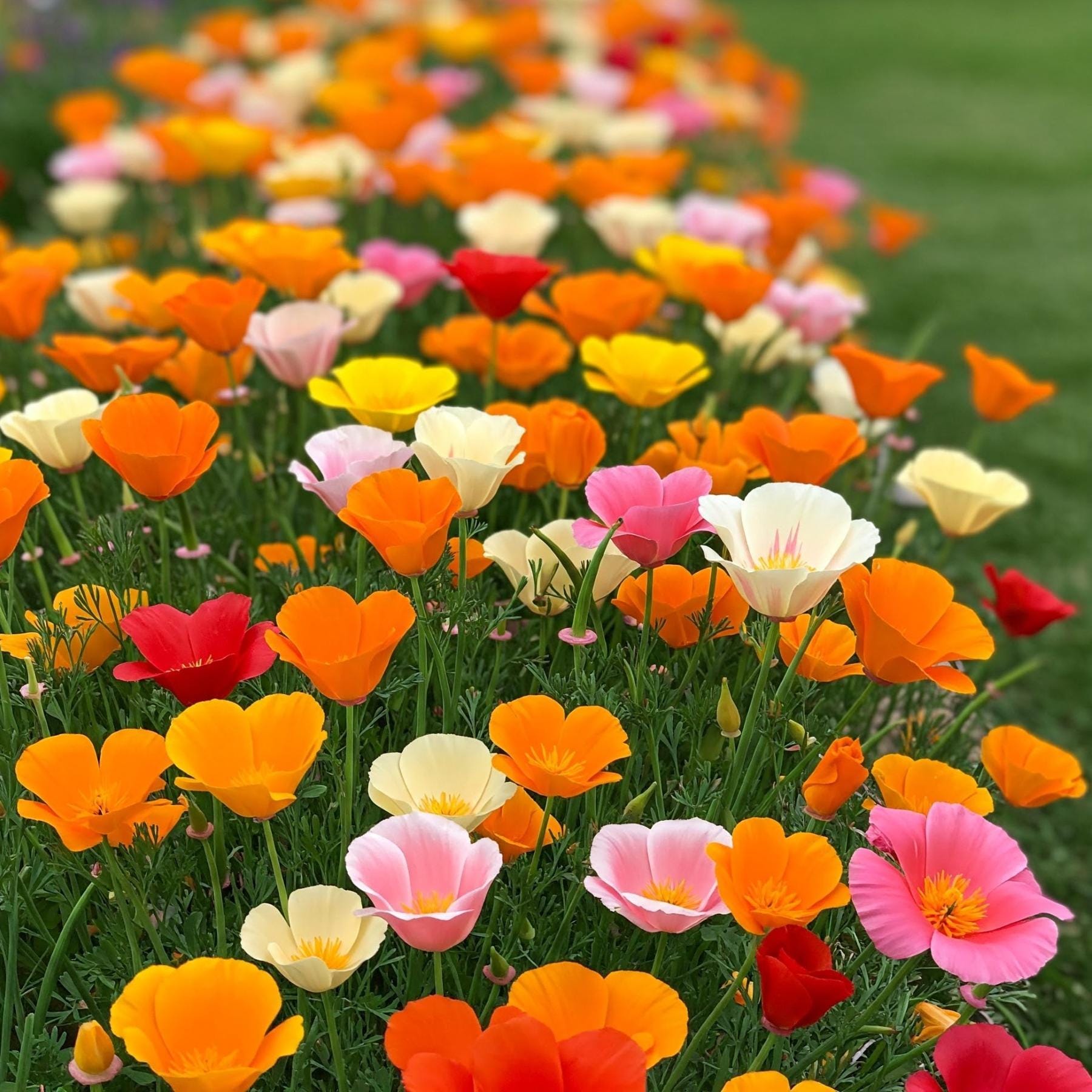 Eschscholzia mix Seeds — 100 Seeds