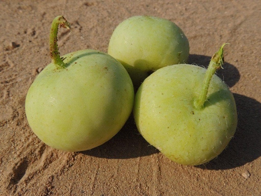 Tinda, Green baby pumpkin, Apple gourd Seeds — 10