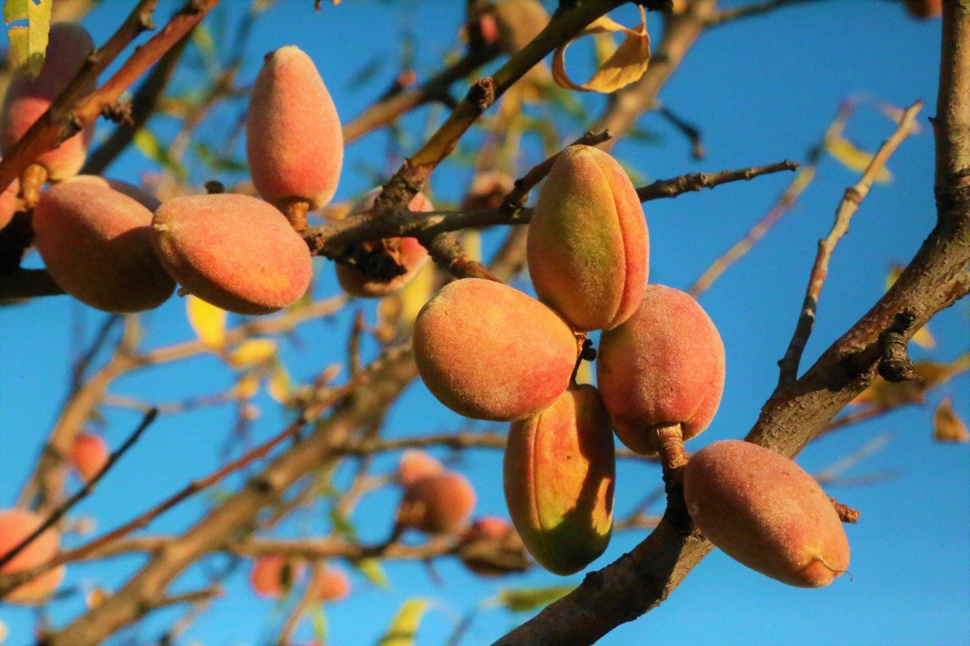 North himalayan almond (Badam) Seeds — 5
