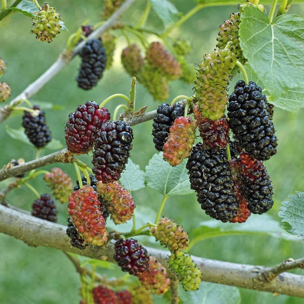 Shahtoot, Mulberry Black Seeds — 50